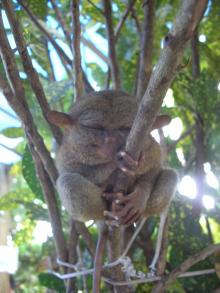 Yoda Tarsier auf Bohol