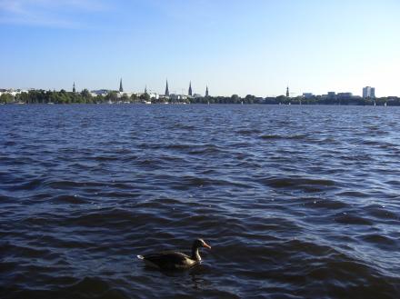 Alsterkucken