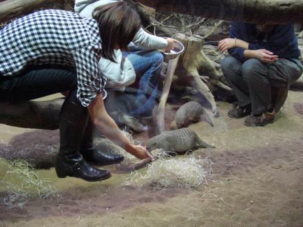Erdmännchen Füttern im Tierpark Hellabrunn