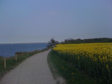 Rapsfeld in Niendorf an der Ostsee