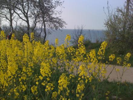 Rapsfeld in Niendorf an der Ostsee