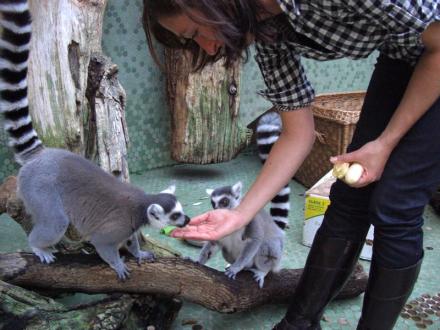 Kattas Füttern im Tierpark Hellabrunn