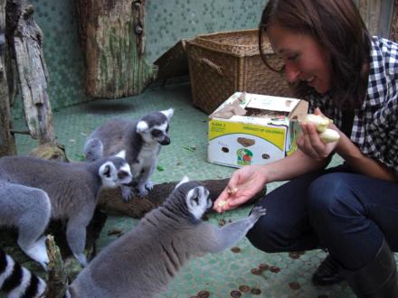 Kattas Füttern im Tierpark Hellabrunn