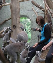 Kattas Füttern im Zoo