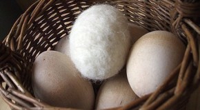 Von Hasen und Nestern