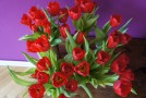 Tulpenparade